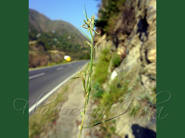 Himalayan Lemon Grass
